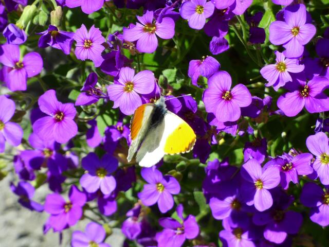 Bißchen Farbkontrast ;-))))))))