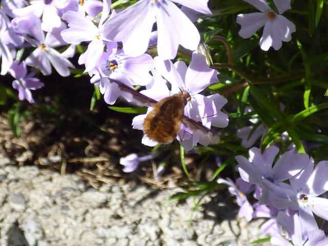 Ich nenne sie immer................