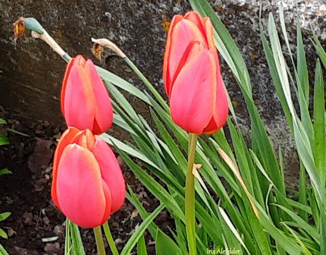 Foto: Iris Alefelder