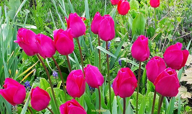 Foto: Iris Alefelder