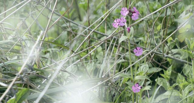 Rote Lichtnelke (Silene dioica)