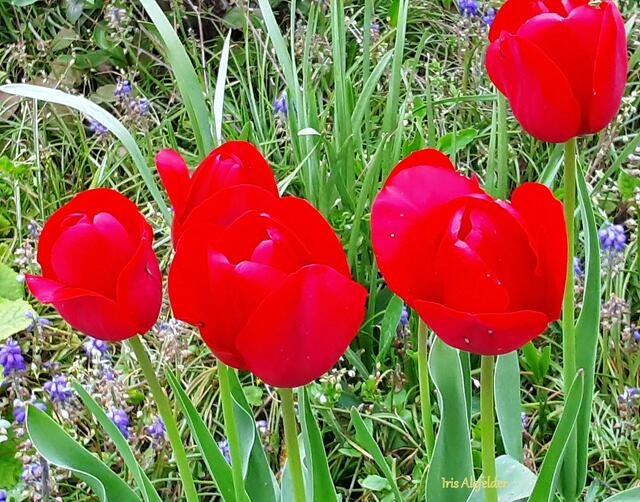 Foto: Iris Alefelder