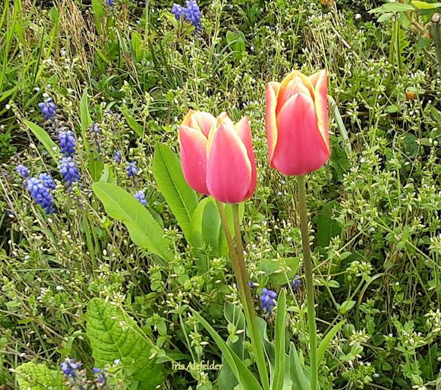 Foto: Iris Alefelder