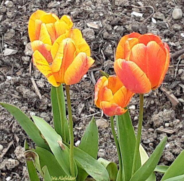 Foto: Iris Alefelder