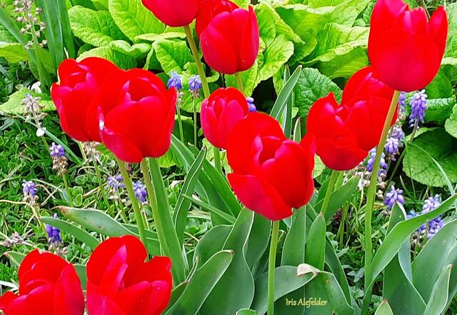 Foto: Iris Alefelder