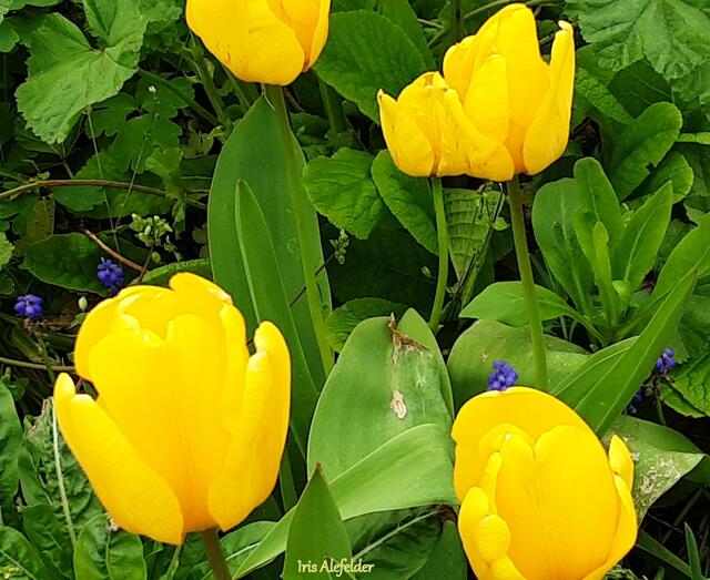 Foto: Iris Alefelder