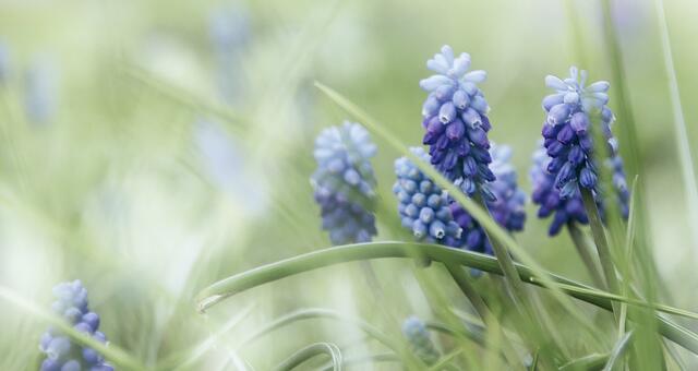 Traubenhyazinthen (Muscari)
