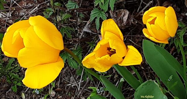 Foto: Iris Alefelder