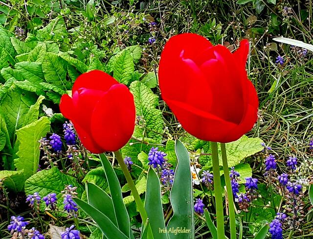 Foto: Iris Alefelder