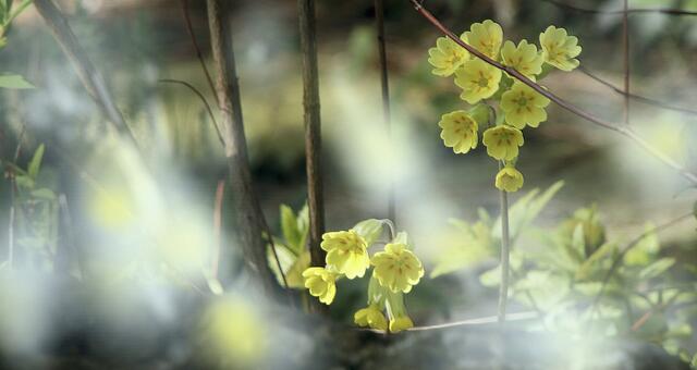 Schlüsselblume (Primula veris) 