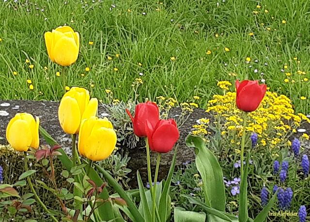 Foto: Iris Alefelder