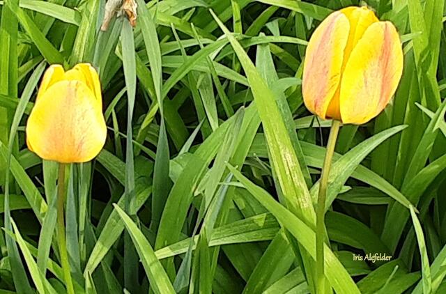 Foto: Iris Alefelder