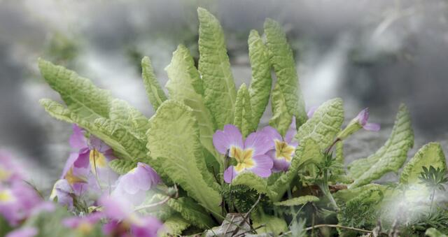 Kissen-Primel (Primula vulgaris)