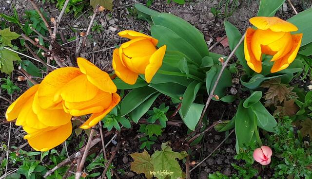 Foto: Iris Alefelder