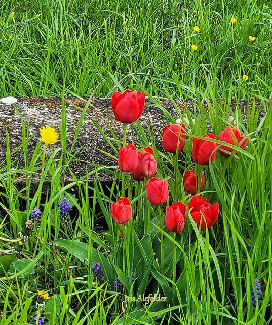 Foto: Iris Alefelder