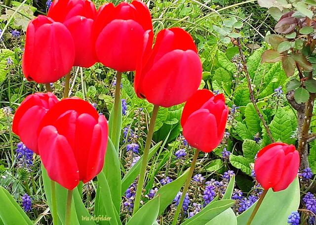 Foto: Iris Alefelder