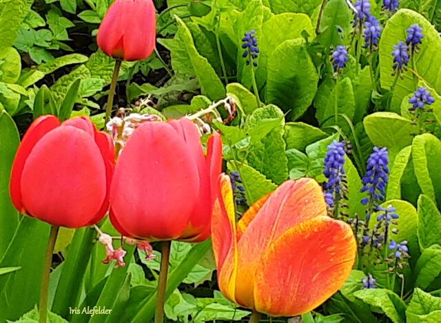 Foto: Iris Alefelder