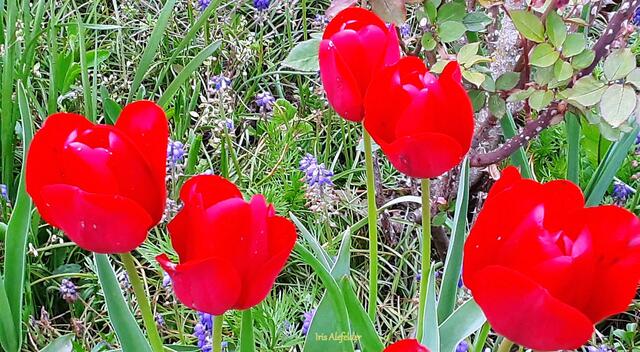 Foto: Iris Alefelder