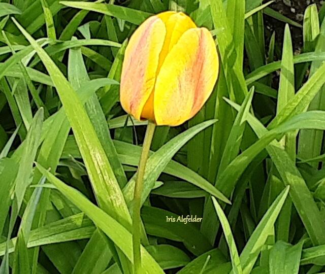 Foto: Iris Alefelder