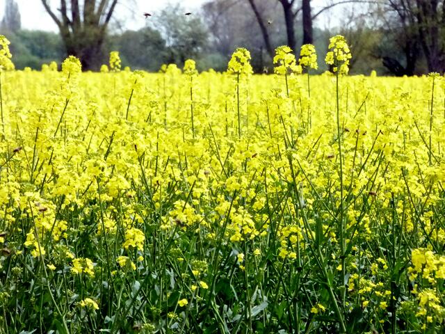 Durch die Bienen sollen die Erträge ca. 30% höher sein