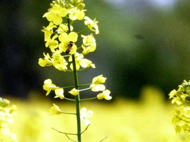 Die Biene trägt dazu bei
