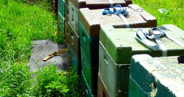 Das Summen fällt auf