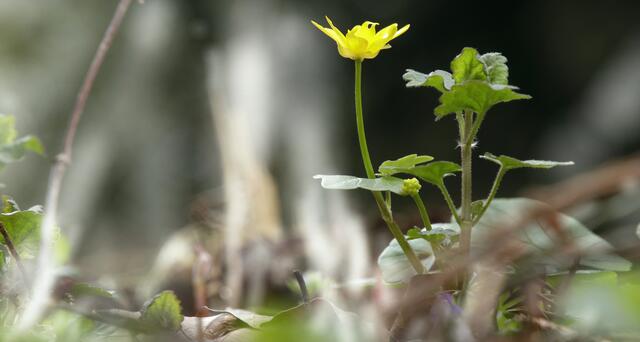Scharbockskraut (Ficaria verna)