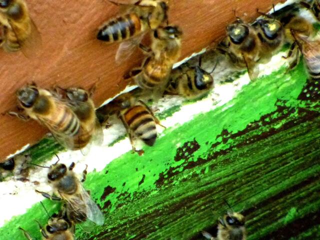 Wir freuen uns auch auf den Honig vom Imker