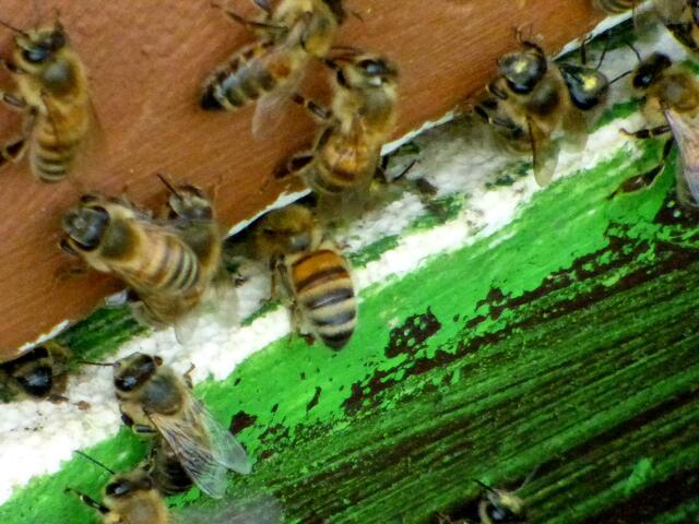 Die Bienen sind fleißig