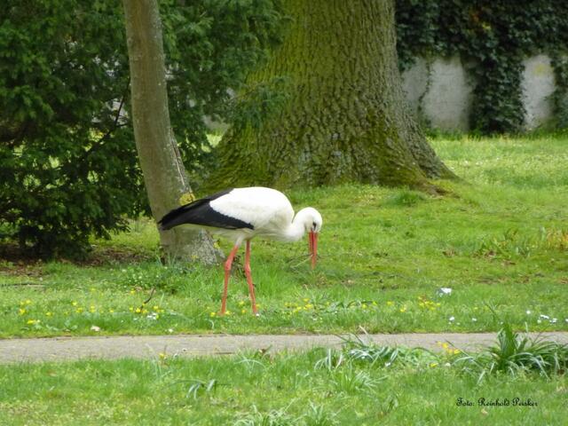 Foto: Reinhold Peisker