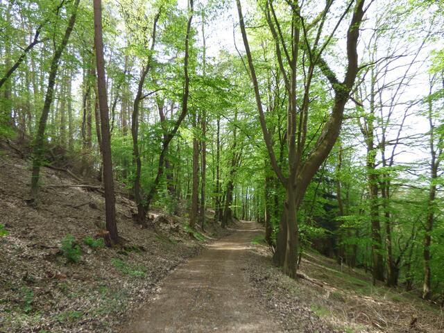 Ein Stück weit ging es durch einen kleinen Wald.