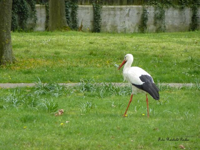 Foto: Reinhold Peisker