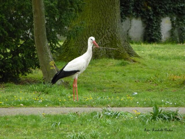 Foto: Reinhold Peisker