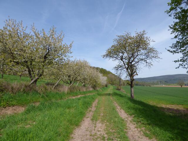 Nochmal Wiesen...............