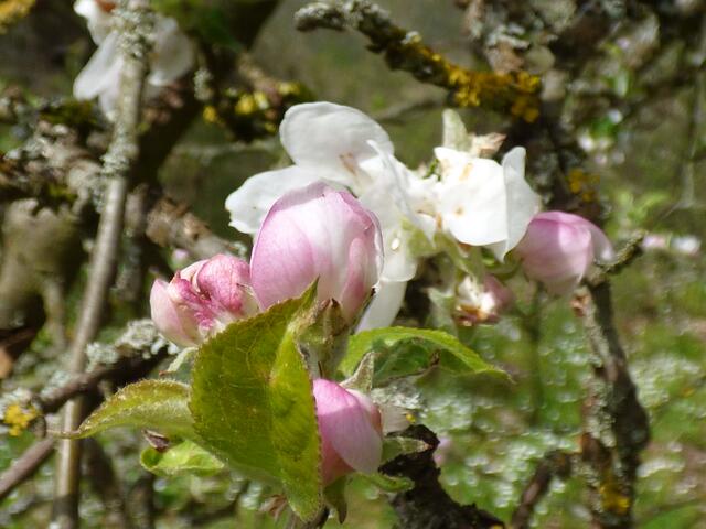 Und Apfelblüten! :-)))))))))))))
