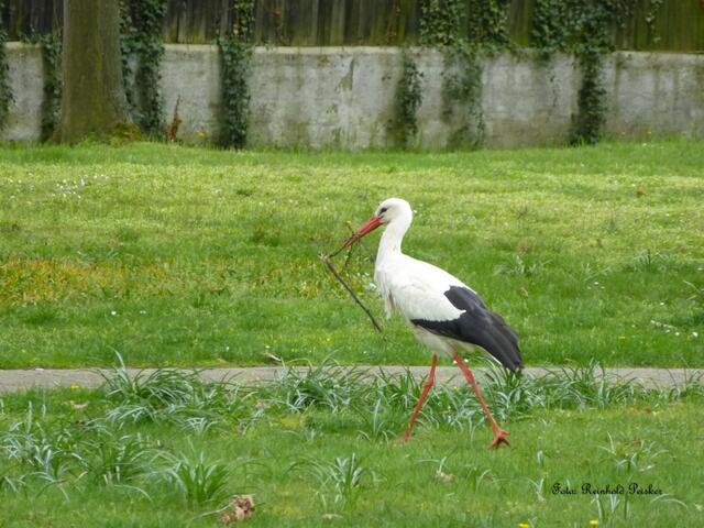 Foto: Reinhold Peisker