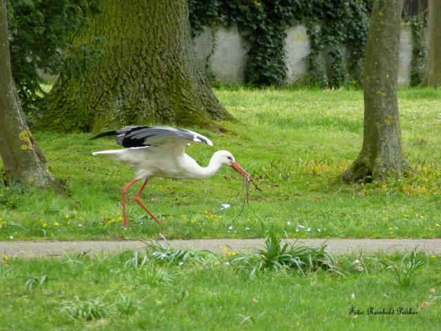 Foto: Reinhold Peisker