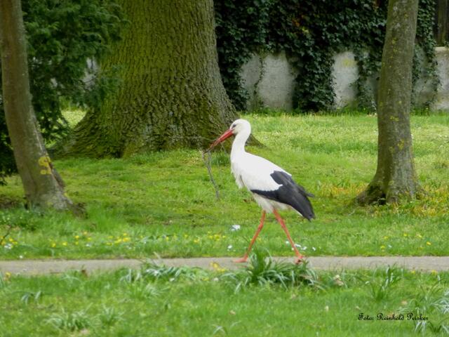 Foto: Reinhold Peisker