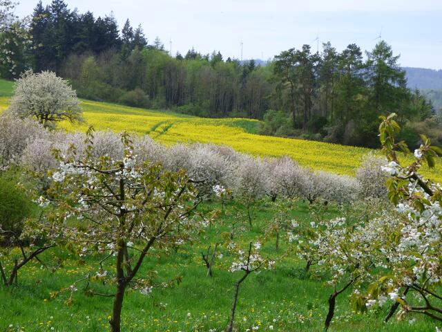 Raps und Kirschblüte geht auch, oder?