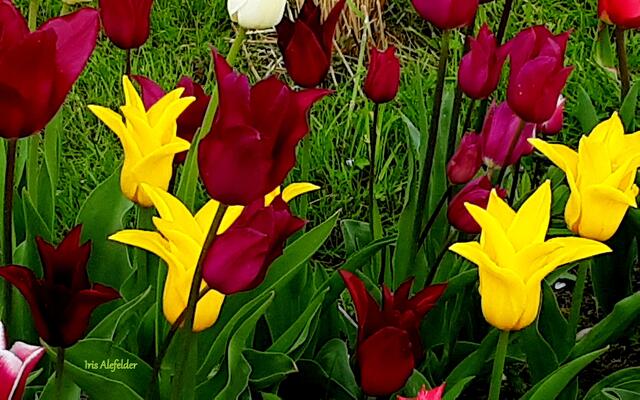 Foto: Iris Alefelder