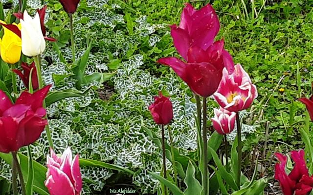 Foto: Iris Alefelder