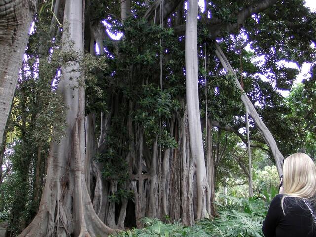 Amadeus - 1 Punkt -  Ceiba Bäume
