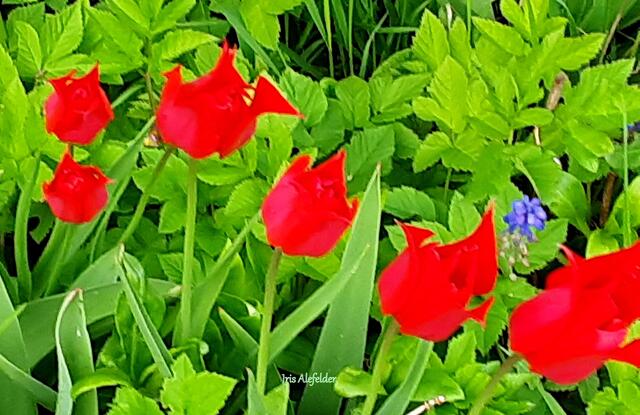 Foto: Iris Alefelder