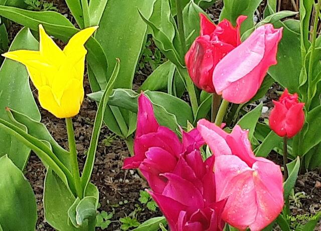 Foto: Iris Alefelder