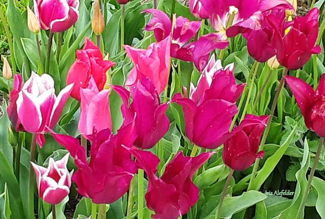 Foto: Iris Alefelder