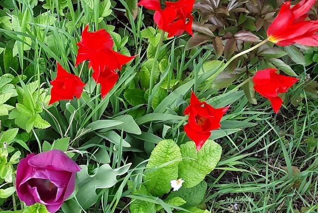 Foto: Iris Alefelder