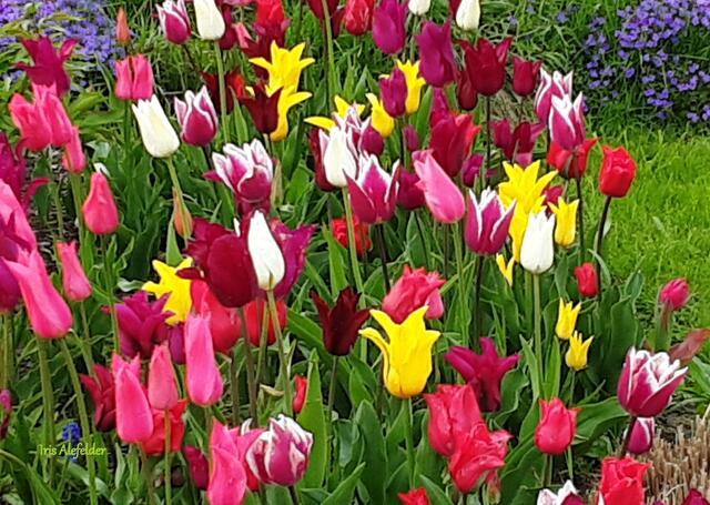 Foto: Iris Alefelder