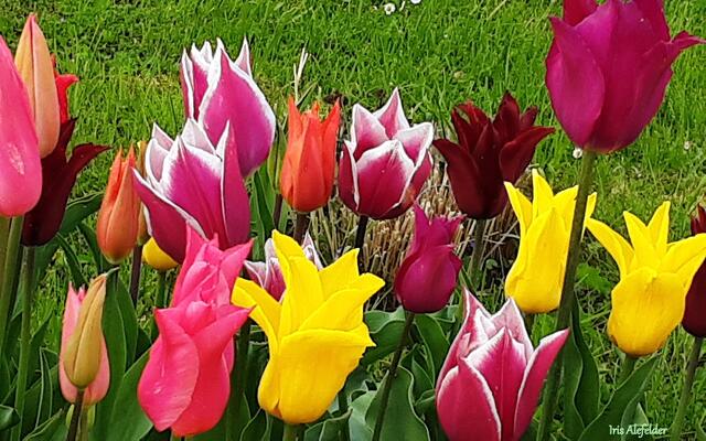 Foto: Iris Alefelder