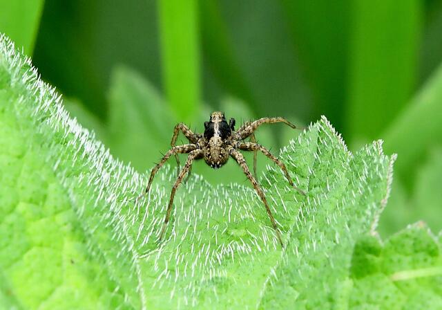 Spinne | Foto: Copyright Andreas Schäfer