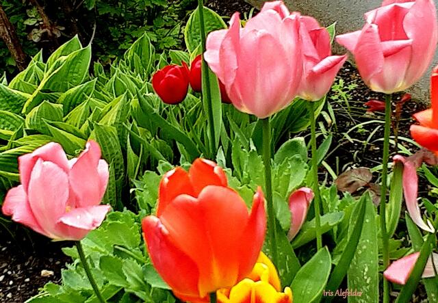 Foto: Iris Alefelder